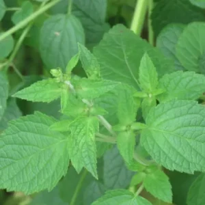 Sambacaitá - Hyptis pectinata (folhas secas)