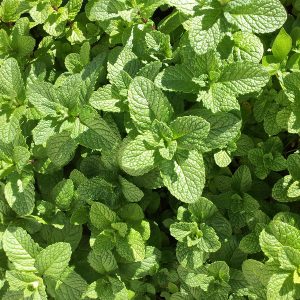 Hortelã - Mentha piperita (folhas secas)