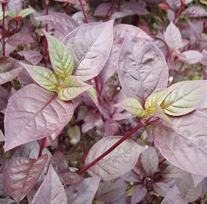 Terramicina - Anthernanthera brasiliana (folhas secas)