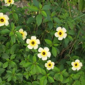 Chanana - Turnera subulata (folhas secas)