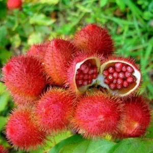 Urucum - Bixa ollerana (sementes)