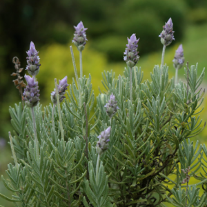 Alfazema  - Lavandula officinalis (folhas secas)