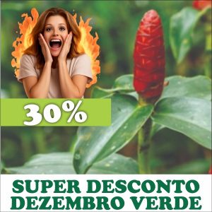 Cana-do-brejo - Costus spicatus (folhas secas)