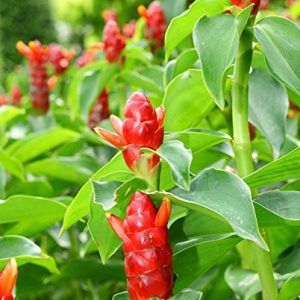 Cana-do-brejo - Costus spicatus (folhas secas)