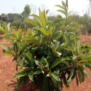 Nêspera - Eriobotrya japonica (folhas secas)