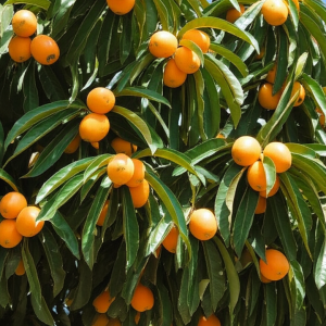 Nêspera - Eriobotrya japonica (folhas secas)