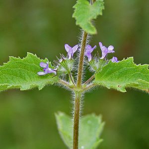 Hortelã do campo - Hyptis suaveolens (folhas secas)
