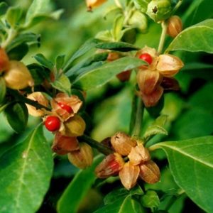 Ginseng indiano / Ashwagandha - Withania somnifera (raiz seca)