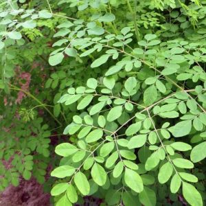 Moringa - Moringa oleifera (folhas secas)