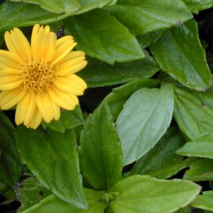 Picão-da-praia - Sphagneticola trilobata (folhas secas)