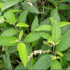 Erva baleeira Cordia verbenacea (folhas secas)